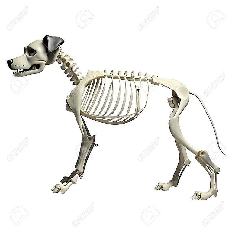 犬の骨格の解剖学 - オス犬骨格の解剖学