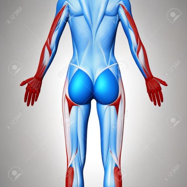 Gluteal Muscles / Gluteus Maximus - Anatomy Muscles isolated on white - 3D illustration