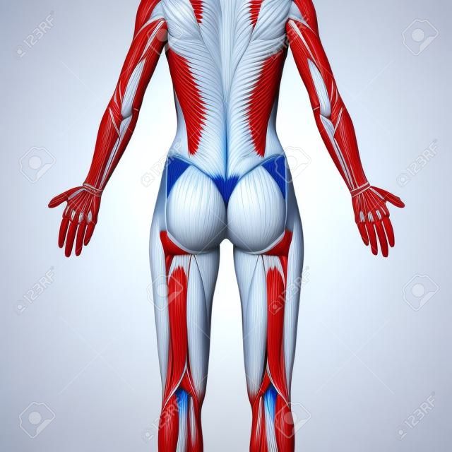 Músculos glúteos / Glúteo Máximo - Anatomia Músculos isolados no branco - ilustração 3D