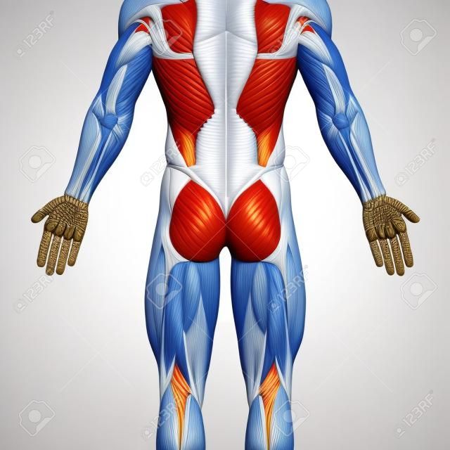 Los Músculos De Los Glúteos / Glúteo Mayor - Músculos Anatomía Aislados En  Blanco - Ilustración 3D Fotos, retratos, imágenes y fotografía de archivo  libres de derecho. Image 58756499