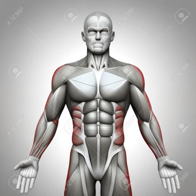 Biceps - Anatomia Mięśnie Mięśnie samodzielnie na białym tle - 3d ilustracji