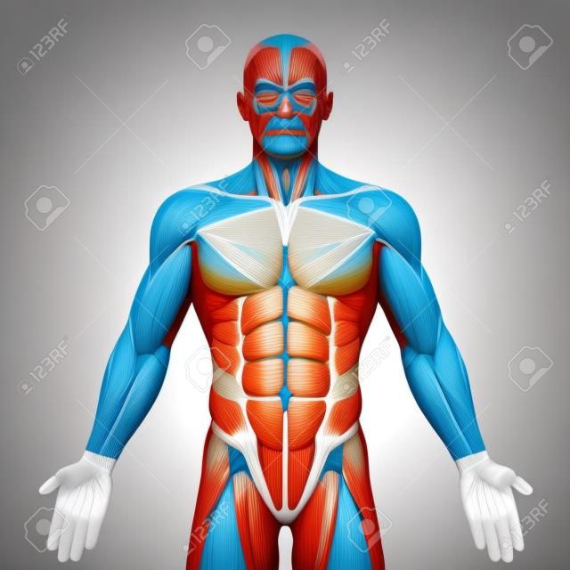 二头肌-解剖肌肉-白色- 3D插图