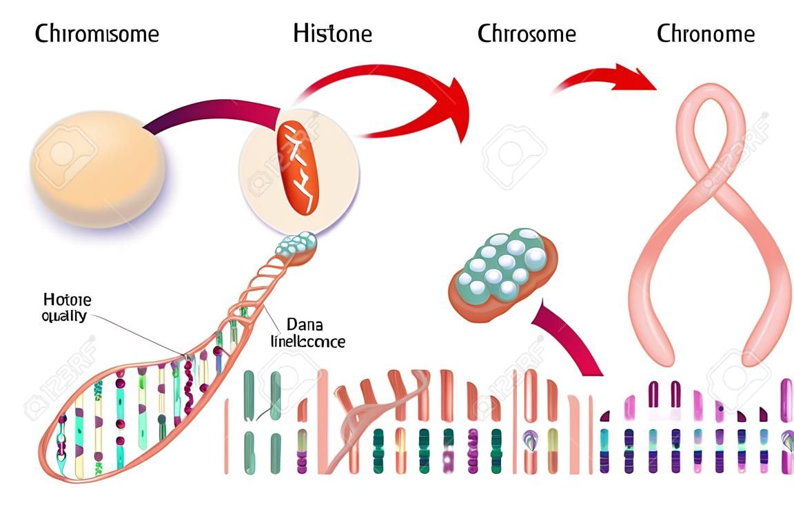 Diagrama da estrutura celular, cromossoma, histona e DNA (ácido desoxirribonucleico).