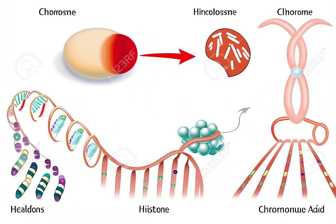 Diagram of Cell structure, Chromosome, Histone and DNA(Deoxyribonucleic Acid).