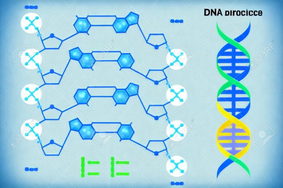 Struttura del DNA. Acidi desossiribonucleici. Base azotata (timina, adenina, citosina o guanina), zucchero (desossiribosio) e gruppo fosfato. Nucleotide del DNA.
