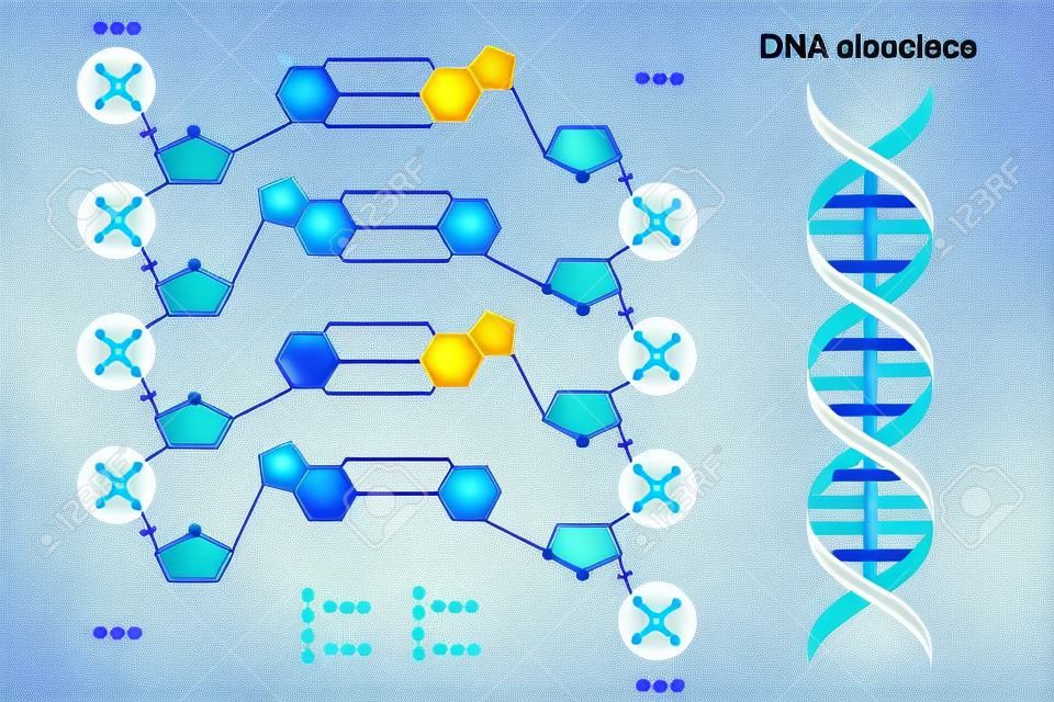 Struttura del DNA. Acidi desossiribonucleici. Base azotata (timina, adenina, citosina o guanina), zucchero (desossiribosio) e gruppo fosfato. Nucleotide del DNA.