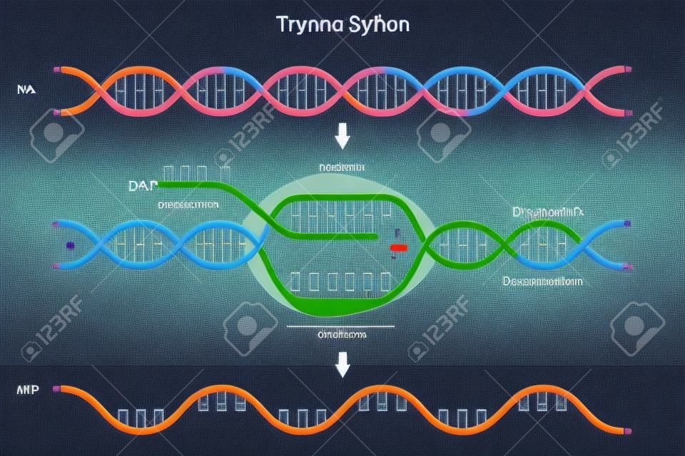Diagramma di trascrizione. Sintesi dell'RNA diretta dal DNA.
