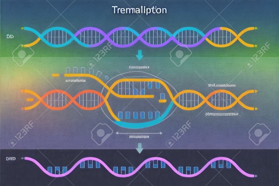 Diagramma di trascrizione. Sintesi dell'RNA diretta dal DNA.