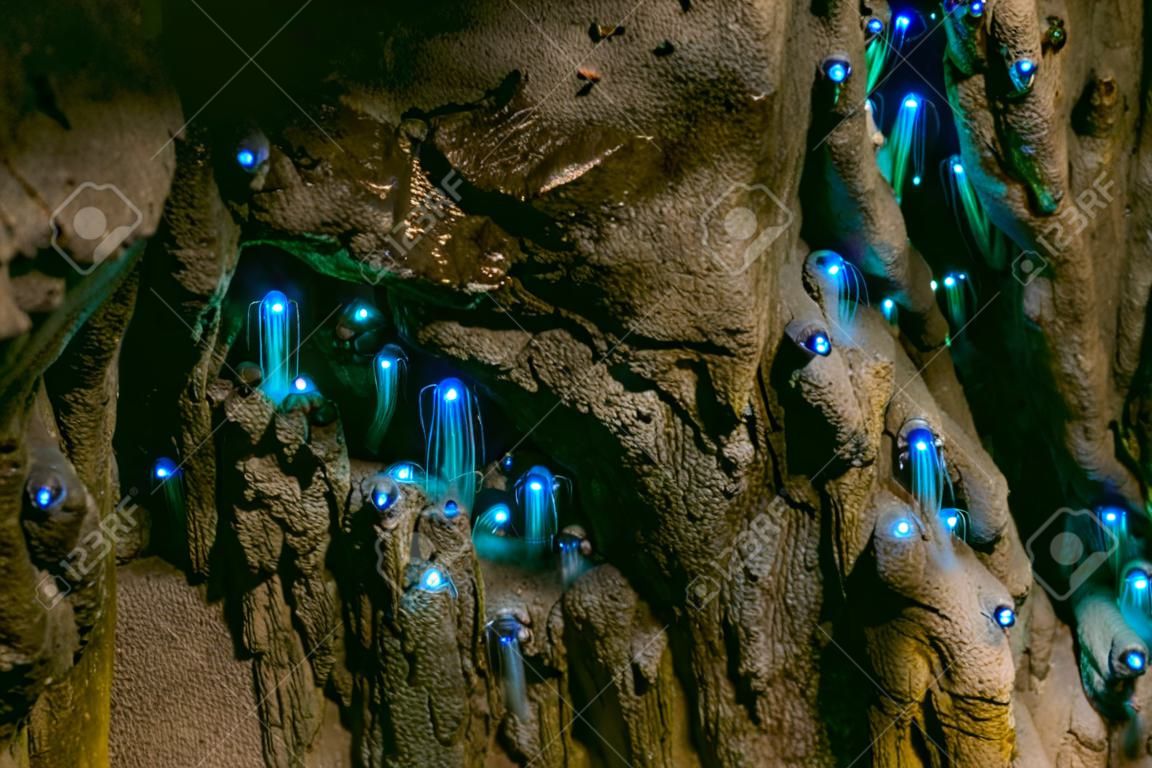놀라운 뉴질랜드 관광 명소 동굴에서 반딧불 빛나는 벌레. 고감도 사진..