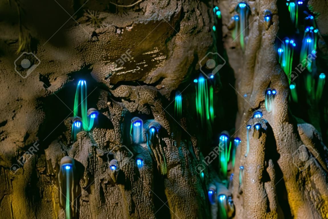 Incredibile Nuova Zelanda attrazione turistica lucciole vermi luminosi nelle grotte. Foto ad alta sensibilità..