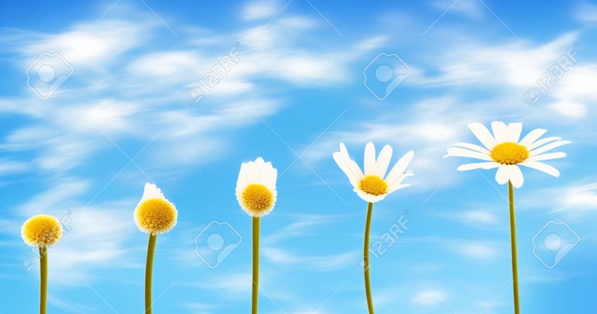 Etapas de crecimiento y floración de una margarita, fondo de cielo azul, concepto de vida