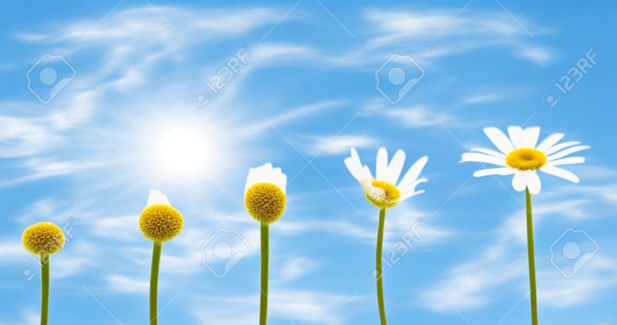 Phasen des Wachstums und des Blühens eines Gänseblümchens, Hintergrund des blauen Himmels, Lebenkonzept