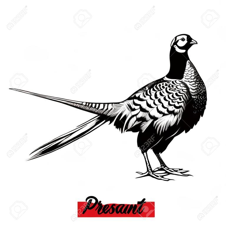 Vector engraved style illustration for posters, decoration and print. Hand drawn sketch of pheasant in black isolated on white background. Detailed vintage etching style drawing.