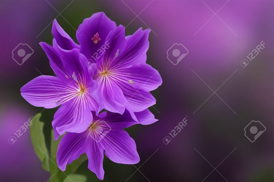 アイヒホルニアの紫色の花は狂気