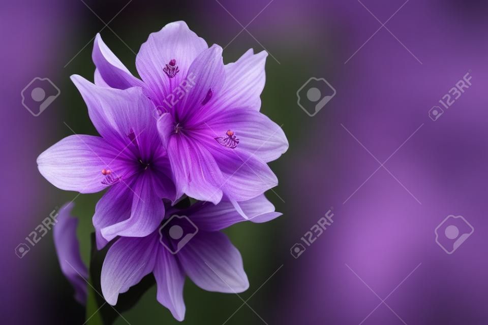 アイヒホルニアの紫色の花は狂気