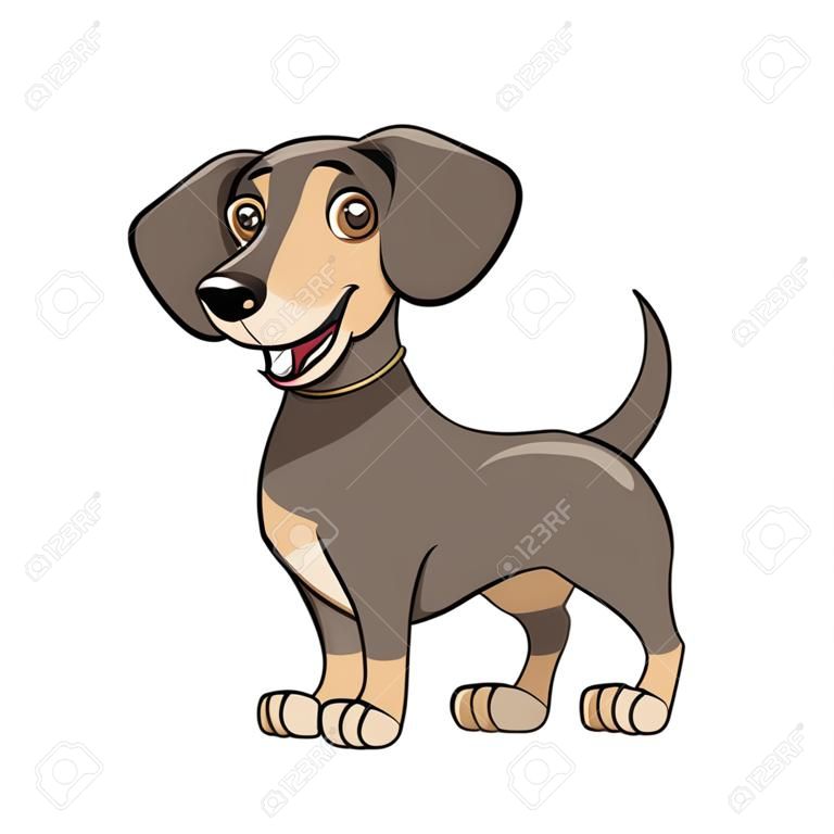 Illustration of the cute dachshund standing on white illustration.