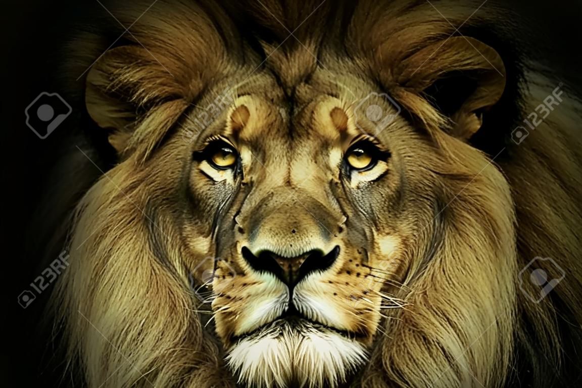 Natural portrait lion