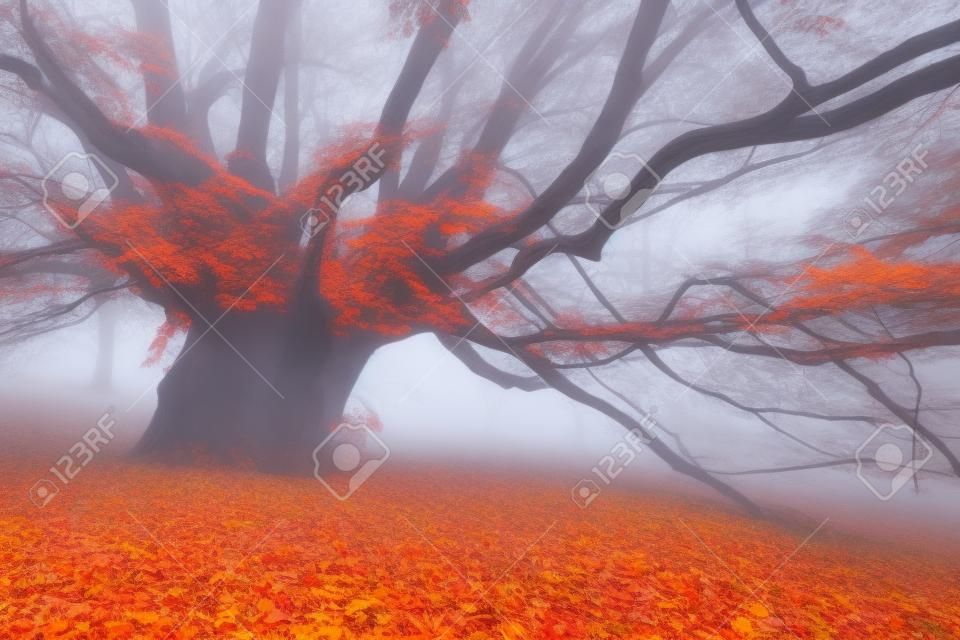 Spooky tree in fog. Old magical tree with big branches and orange leaves. Mystical autumn forest in fog. Fairy forest. Amazing colorful landscape with misty tree with red leaves. Nature. Foggy forest