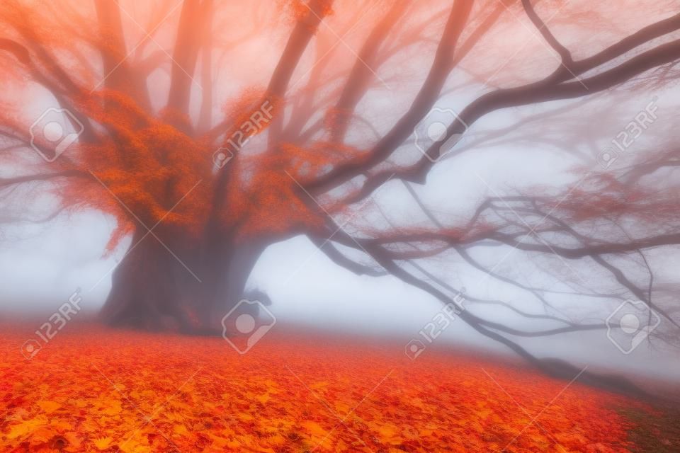 Spooky tree in fog. Old magical tree with big branches and orange leaves. Mystical autumn forest in fog. Fairy forest. Amazing colorful landscape with misty tree with red leaves. Nature. Foggy forest