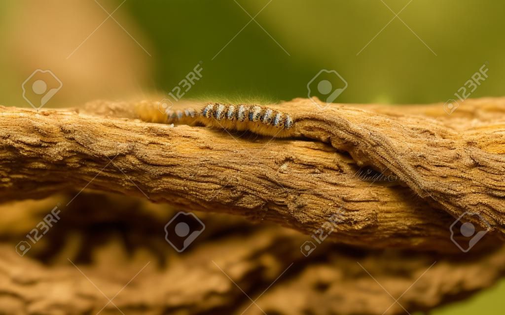 The Oak Processionary  Thaumetopoea processionea  caterpillars on the move on a tree in spring in the Netherlands  