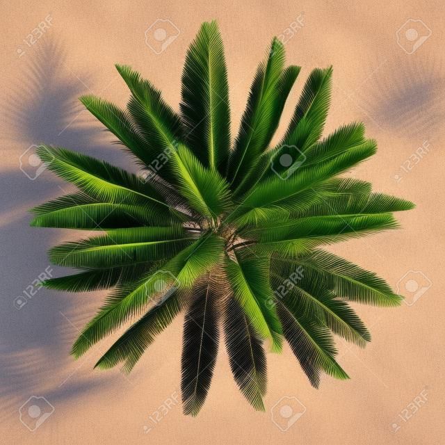 棕櫚樹孤立。 Jubaea chilensis的俯視圖