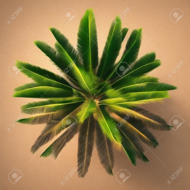 Palmier isolé. Jubaea chilensis vue de dessus