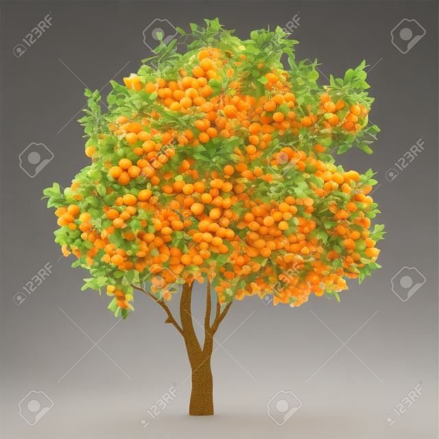 Narenciye meyve ağacı izole. limon