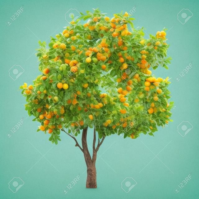 Narenciye meyve ağacı izole. limon