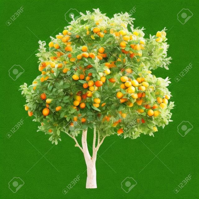Aislado Árbol de fruta cítrica fruta. limón