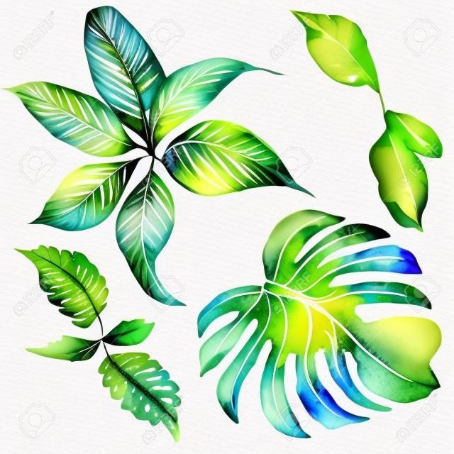Nyári szett et egzotikus akvarell zöld trópusi levelek, botanikai természetes gyűjtés, elszigetelt, Ábra