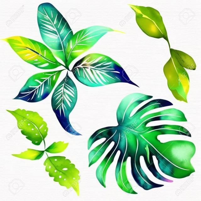 이국적인 수채화 녹색 열 대 나뭇잎, 식물, 자연 수집, 고립 된 그림의 여름 세트 등