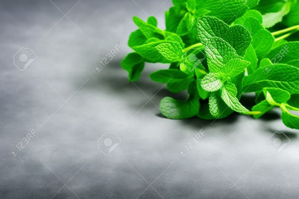 Fresh sprigs of fragrant mint on a gray background with copy space
