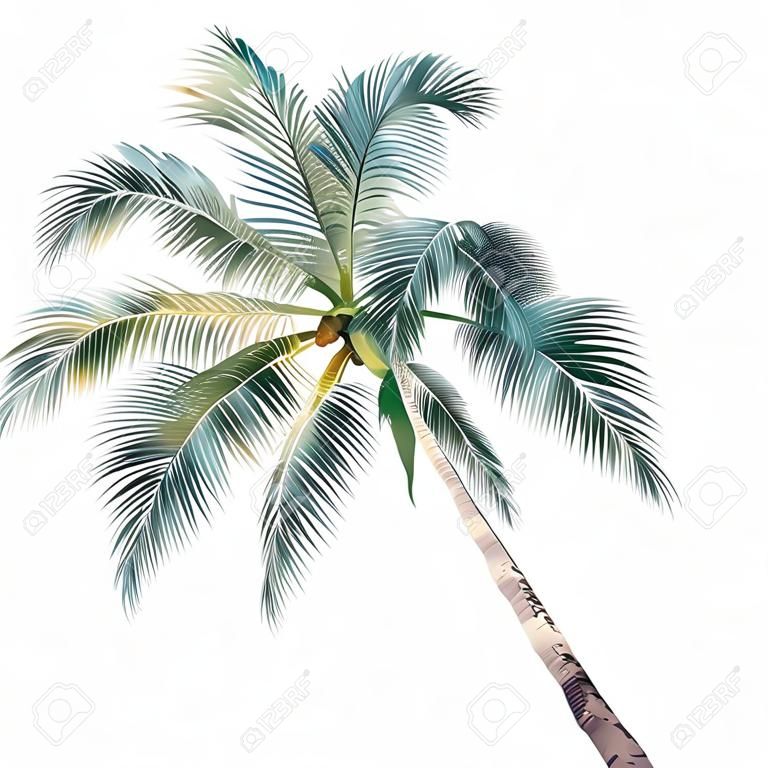 Palmboom - gekleurde en gedetailleerde illustratie, vector