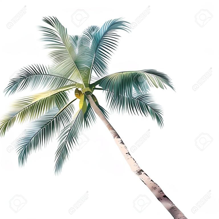 Palmboom - gekleurde en gedetailleerde illustratie, vector