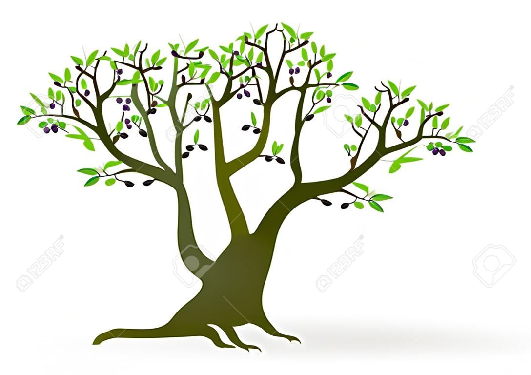 Ilustración Olivo - Resumen árbol de color, vector