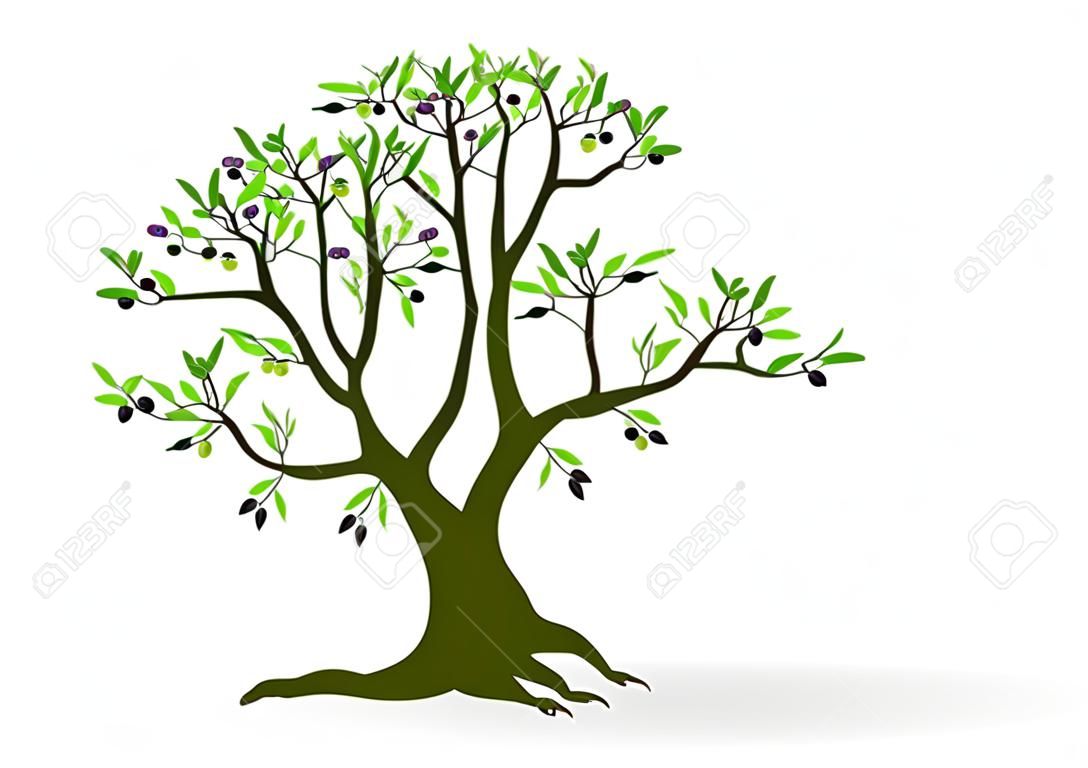 Ilustración Olivo - Resumen árbol de color, vector