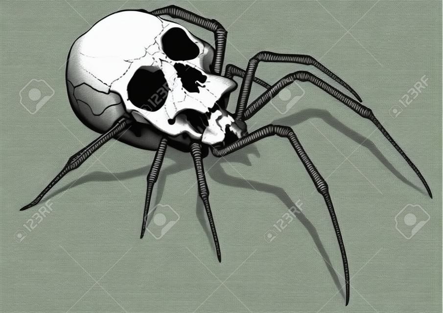 Gemalter Spinnenschädel - gruselige Zeichnung als Teil eines Halloween-Designs oder einer Horrorkomposition Illustration, Vektorgrafik