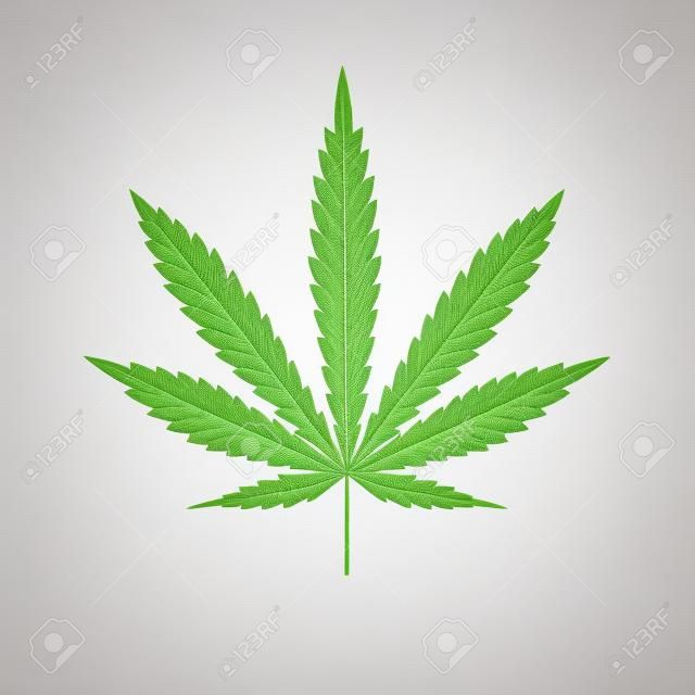 一块大麻被隔离在白色的背景上。