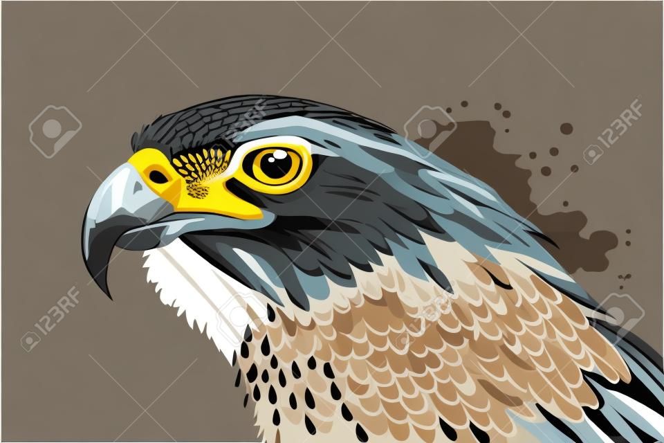 Peregrine falcon head. Bird of prey. Vector illustration