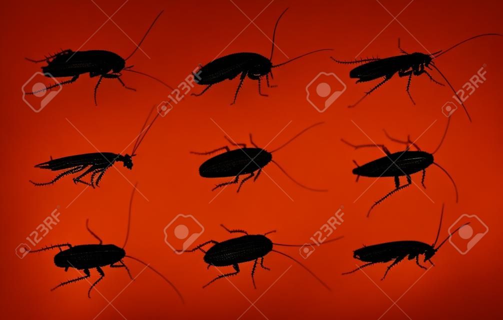 flying cockroach black