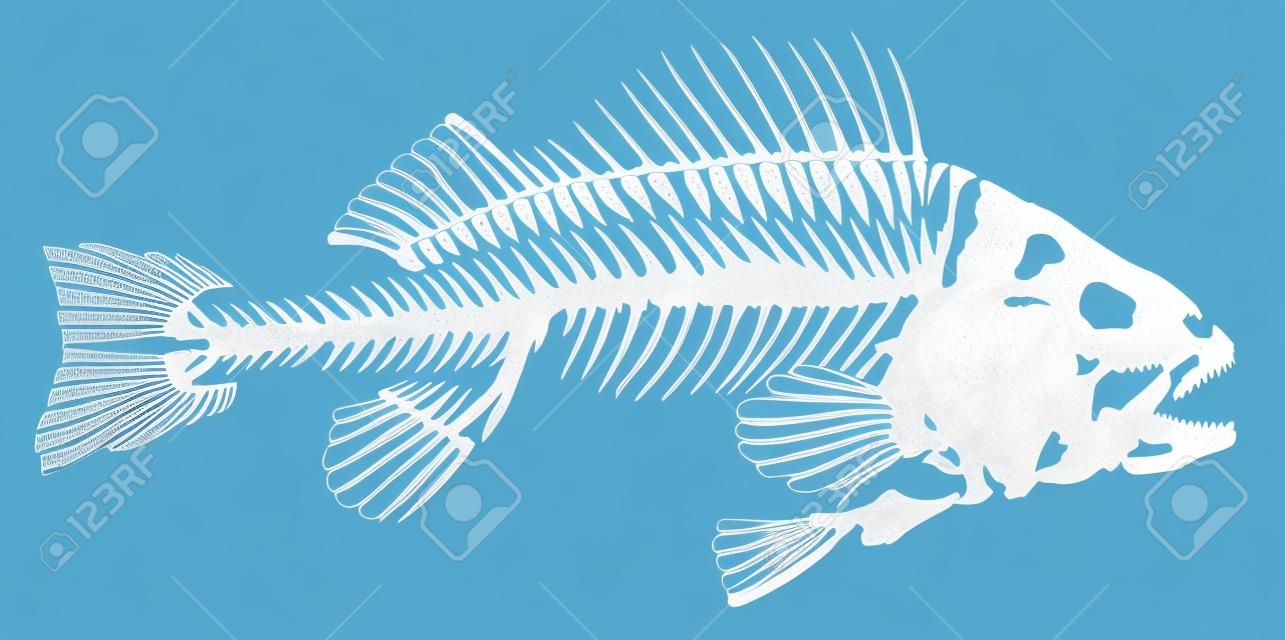 魚の骨格。