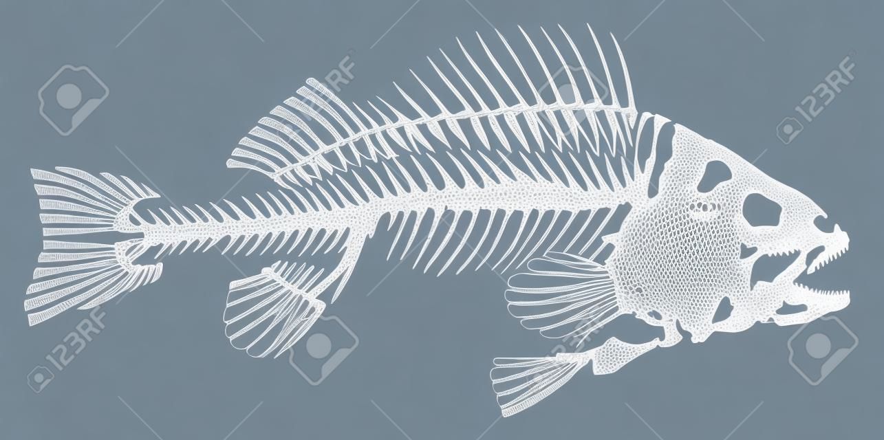 魚の骨格。