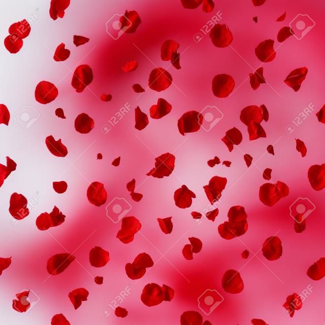 Repeatable rose petals in red, studio photographed with depth of field, isolated on white