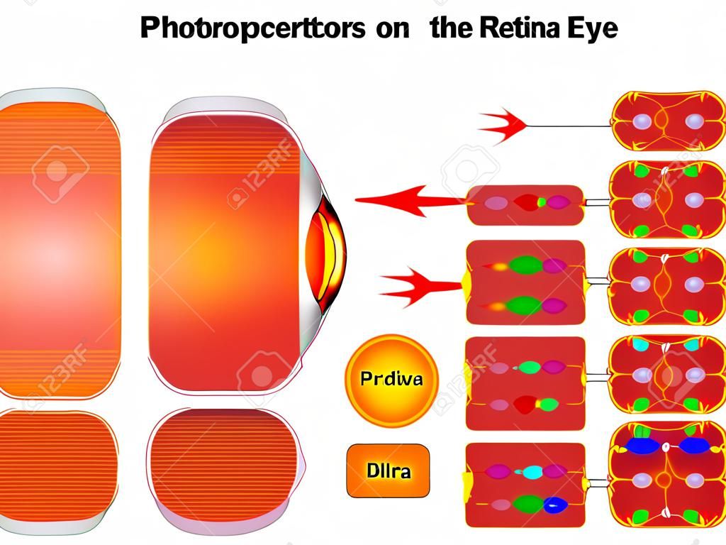 Cellule fotorecettrici nella retina degli occhi