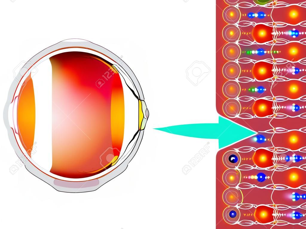 Photoreceptor cells in the retina of the eye