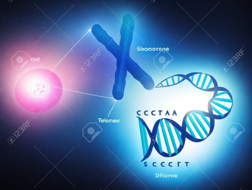 A telomere is a repeating sequence of double-stranded DNA located at the ends of chromosomes. Each time a cell divides, the telomeres become shorter. Eventually, the telomeres become so short that the cell can no longer divide.