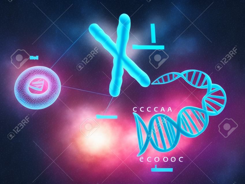 Telomer kromozomların uçlarında yer alan çift-şeritli DNA'nın bir tekrar dizisidir. Her bir hücreyi ayıran zaman, telomer kısalır. Sonuç olarak, telomerlerin hücre artık ayrım böylece kısa olur.