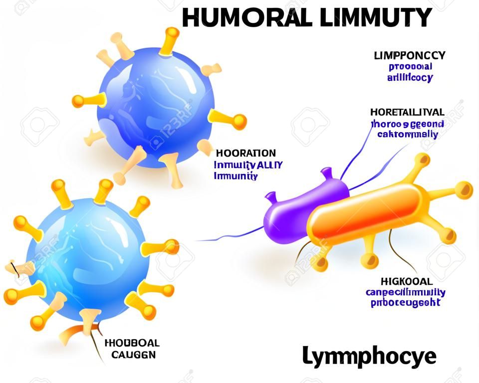 inmunidad humoral. Linfocitos, anticuerpos y antígenos. Diagrama vectorial