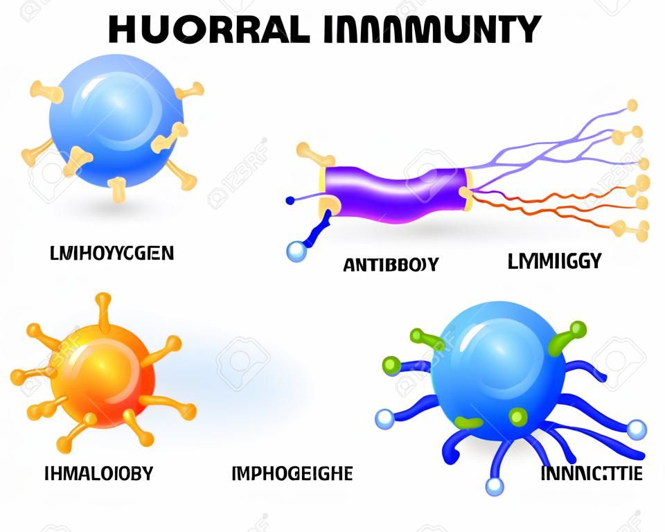 humorale Immunität. Lymphozyten, Antikörper und Antigen. Vektordiagramm