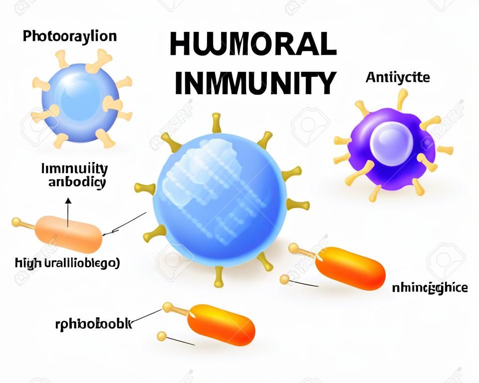 humoral immunity. Lymphocyte, antibody and antigen. Vector diagram